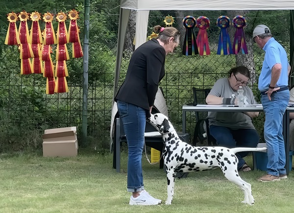 2026_4. Bester Jüngstenhund_2026_Cosmic Confetti 2nd of the Living Spots.jpg